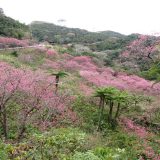 沖縄の桜満開です！