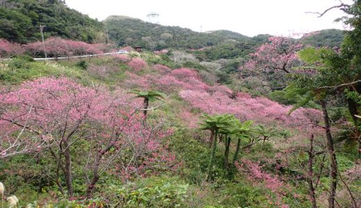 沖縄の桜満開です！