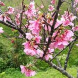 桜咲く！季節は確実に春へと向かっています。