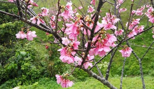 桜咲く！季節は確実に春へと向かっています。