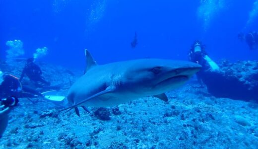 慶良間ドリフトへ！ベタ凪の海況！