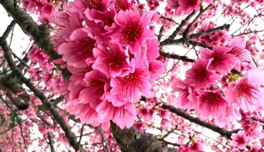 沖縄桜咲く！