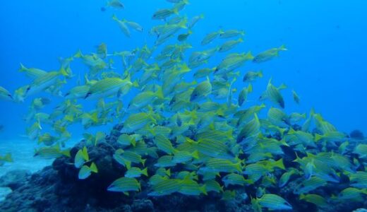 沖縄本島北部へ行って来ました！これが最後かな？