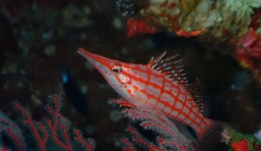 慶良間外洋ドリフトへ！穏やかな１日でした。