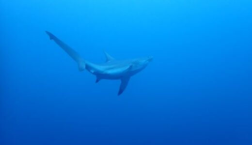沖縄本島万座方面へ！GWですが貸し切りボートで快適でした！