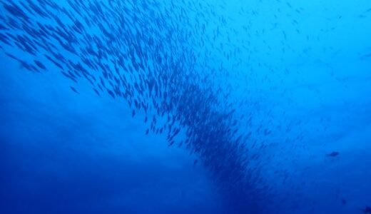 慶良間外洋ドリフトツアーへ！GWで魚も大渋滞