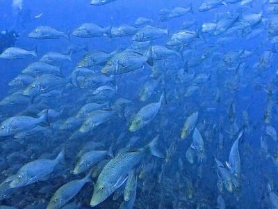 沖縄本島最強ポイントへ！春のたまん祭りはまた来年！