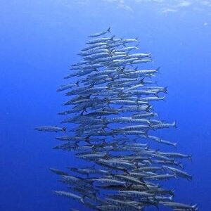 慶良間ドリフトツアーへ！なかなかの流れでした。